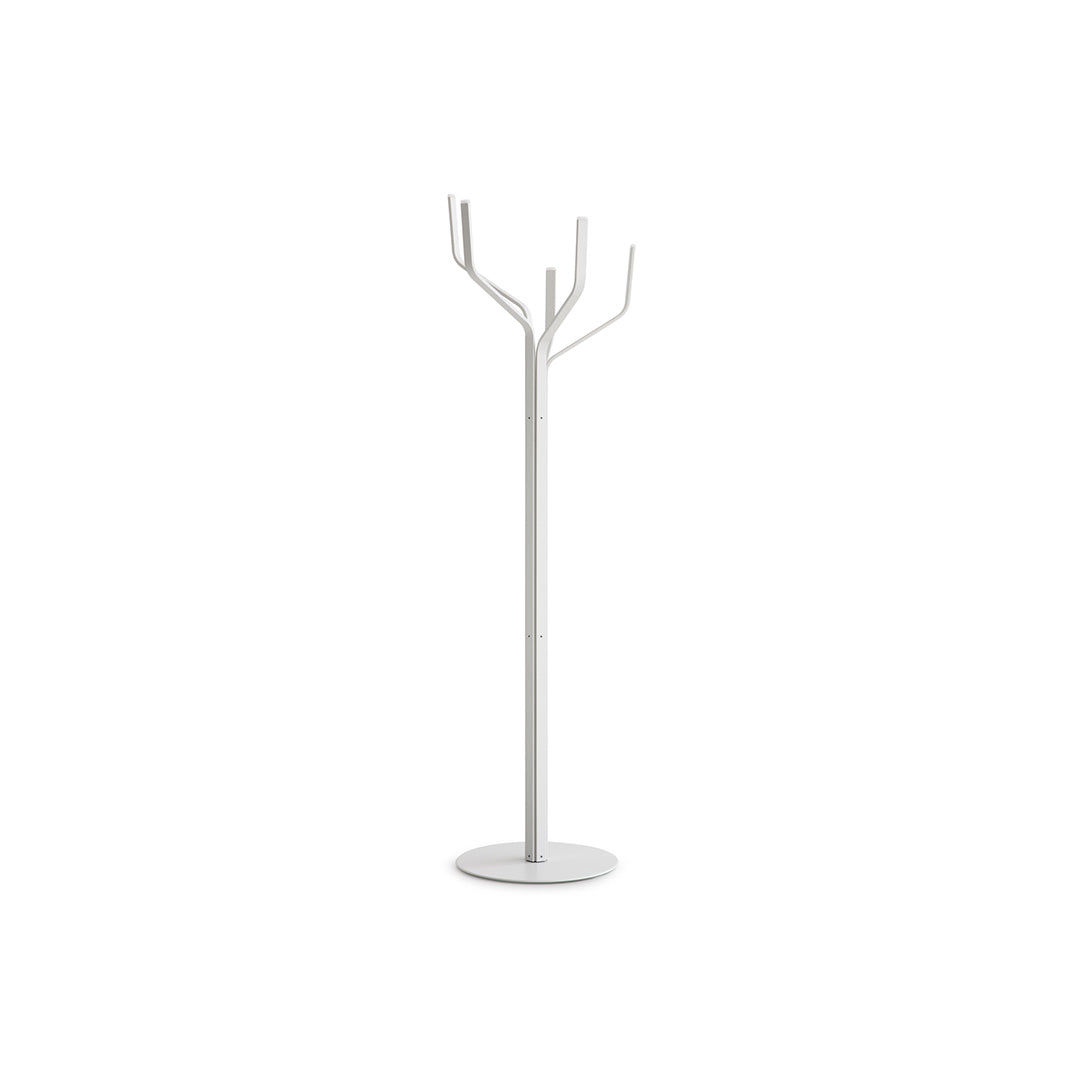 ALBERO
